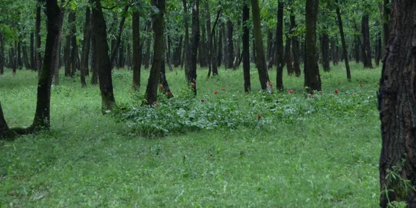 bujor 9