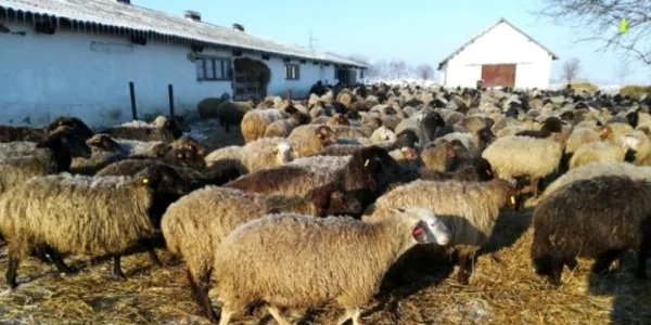 oile