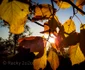 valea jiului foto racky constantin