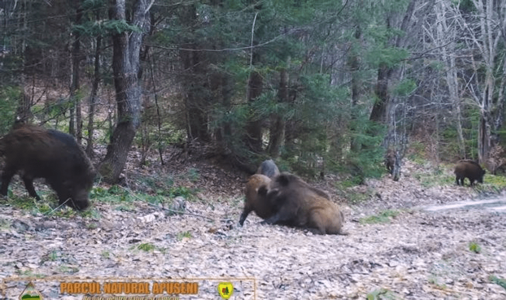 Turmă de mistreți jucăuși surprinsă într-o pădure din România. Imagini spectaculoase filmate pe munte VIDEO