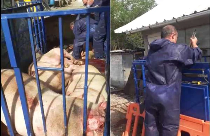 Acţiune de asomare a unor porci dintr-o exploataţie non-profesională din Mihăeşti - Vâlcea sub suspiciunea de pestă porcină Foto colaj