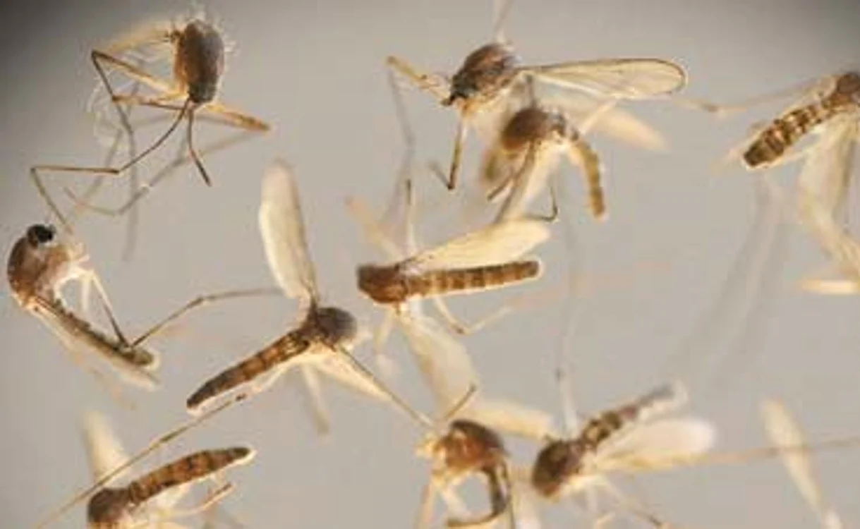 
    Zika e transmis de țânțarul-tigru, Aedes Aegyptifoto: 123RF  