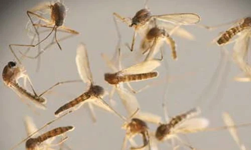 4 act tantari buna 57145538 l foto 123rf jpeg