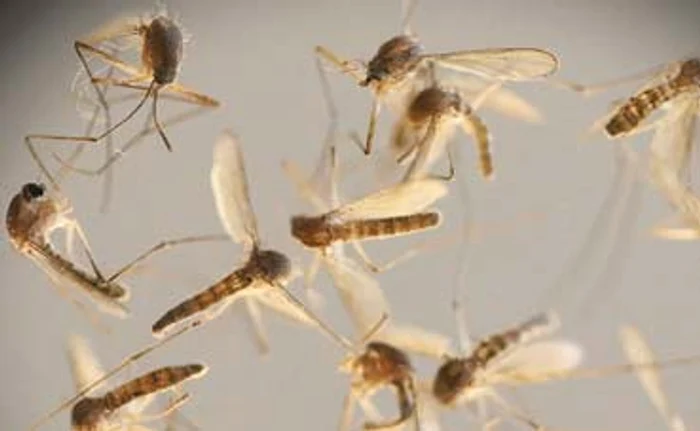 4 act tantari buna 57145538 l foto 123rf jpeg