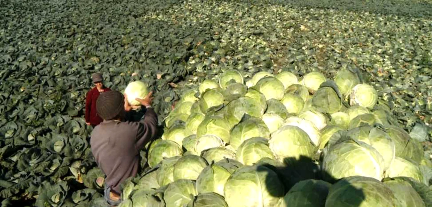 Problema asocierii se pune în fiecare toamnă în comuna Lunguleţu, atunci când oamenii se plâng de preţul mic al produselor agricole, însă până acum nu s-a înfiinţat nicio asociaţie în localitate.