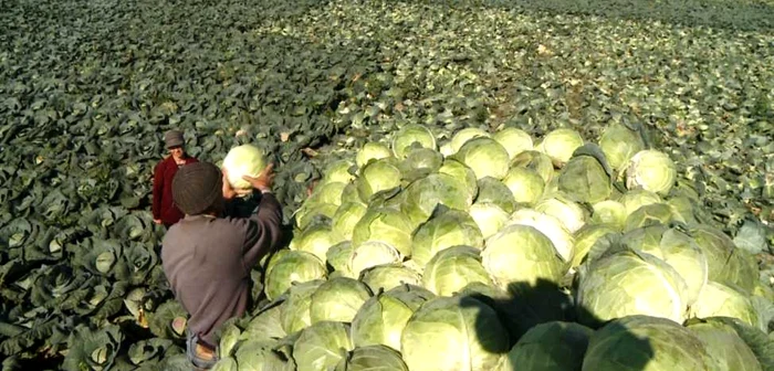 Problema asocierii se pune în fiecare toamnă în comuna Lunguleţu, atunci când oamenii se plâng de preţul mic al produselor agricole, însă până acum nu s-a înfiinţat nicio asociaţie în localitate.
