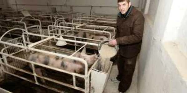 La ferma de porci din cadrul puşcăriei convieţuiesc 2100 de capete