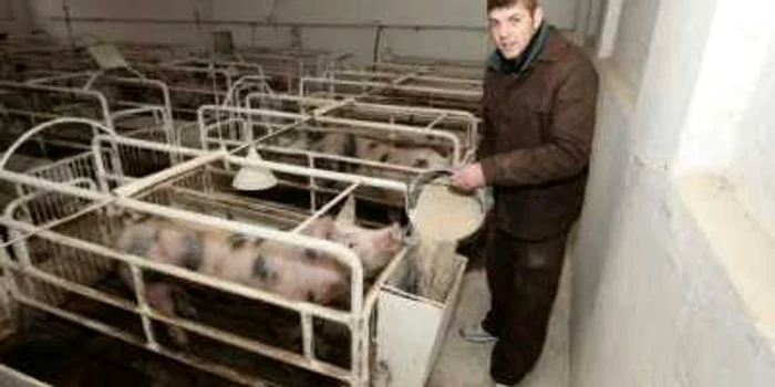 La ferma de porci din cadrul puşcăriei convieţuiesc 2100 de capete