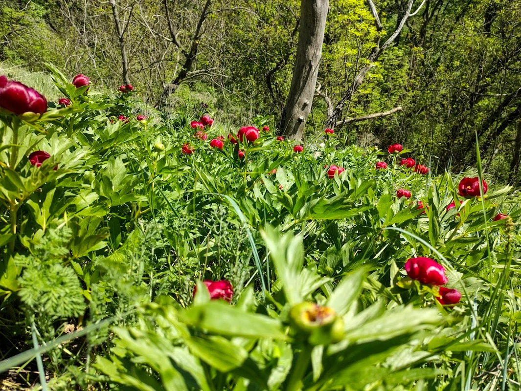 Bujorii din munții Măcinului Foto: C. Mazilu