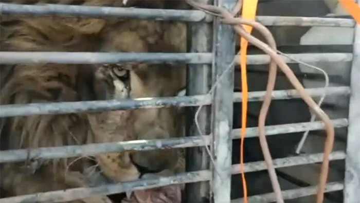 Leul Simba a ajuns cu bine la grădina zoologică din Rădăuţi, Suceava