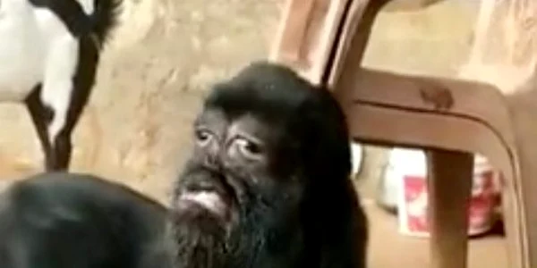 capra mutant