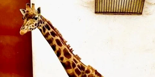 Girafa Gina