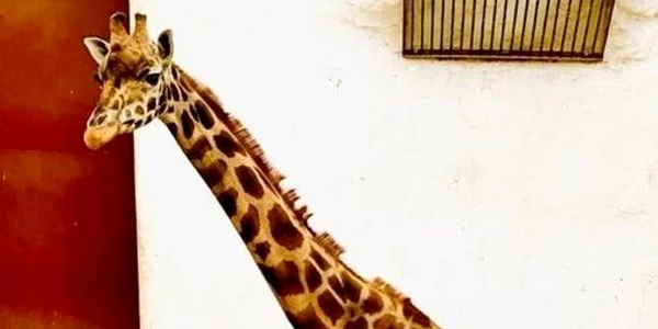 Girafa Gina