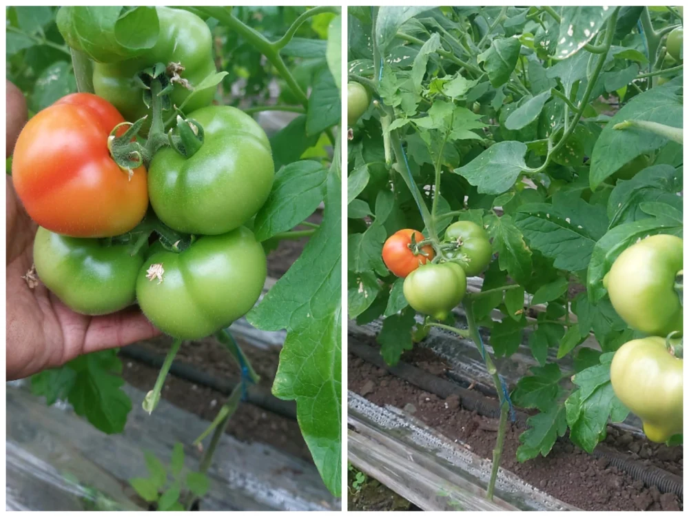Primele tomate vor fi recoltate la începutul lunii aprilie  FOTO: arhiva G. Domnicu