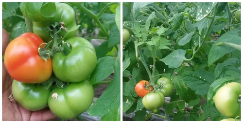 legume fermier gheorghita domnicu scarisoara foto arhiva fermier (16) jpeg