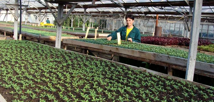 Serele ADP Piteşti
