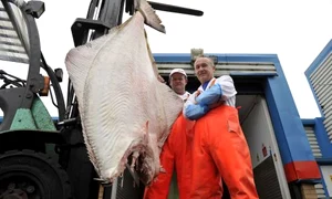 Halibutul uriaş (FOTO CATERS) jpeg