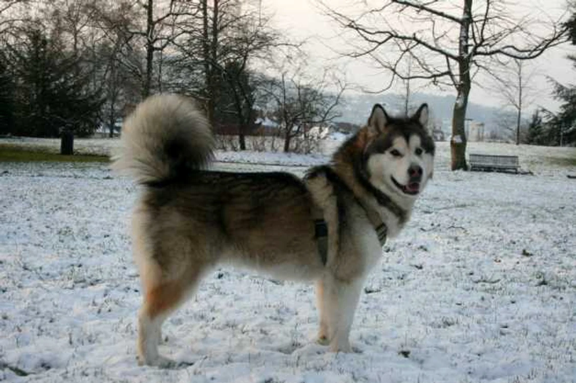 Câinele Husky - informaţii. Husky-ul siberian, o rasă de câini foarte apreciată FOTO Wikipedia