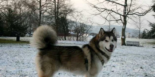 Cele mai rele rase de caini Husky FOTO wikipedia.org