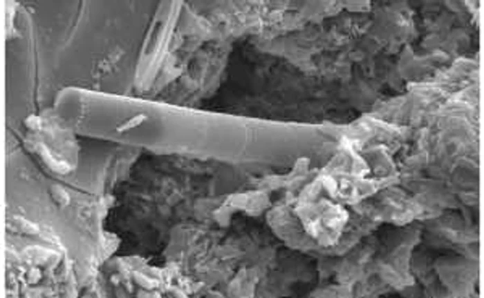 Imaginea fosilelor din meteorit, văzute la microscop electronic FOTO huffingtonpost.com