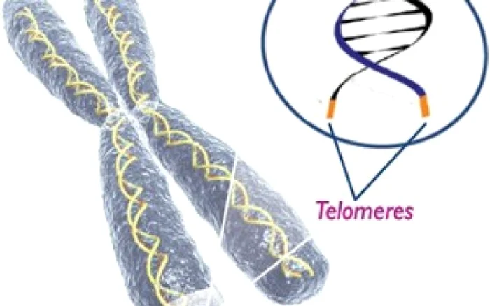 Telomeri