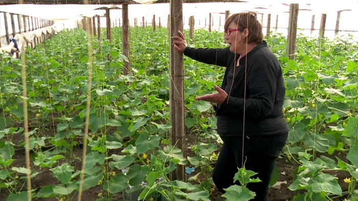 Aurelia Roman este cultivator de legume de trei decenii. FOTO Iulian Bunilă