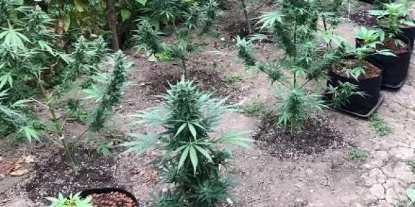 cannabis