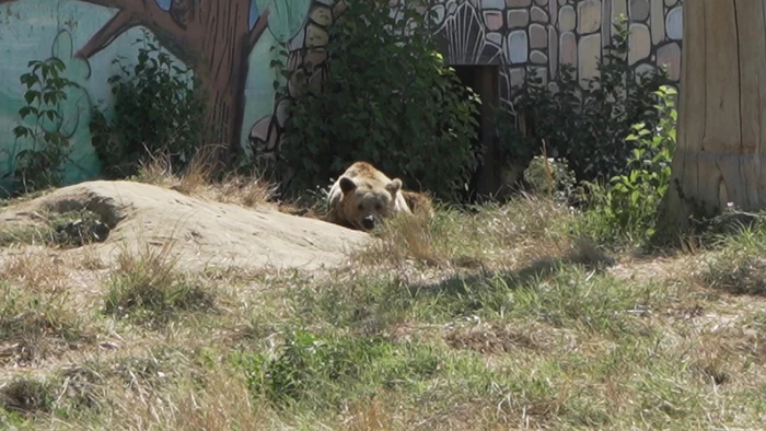 Urşi ZOO Târgovişte. FOTO