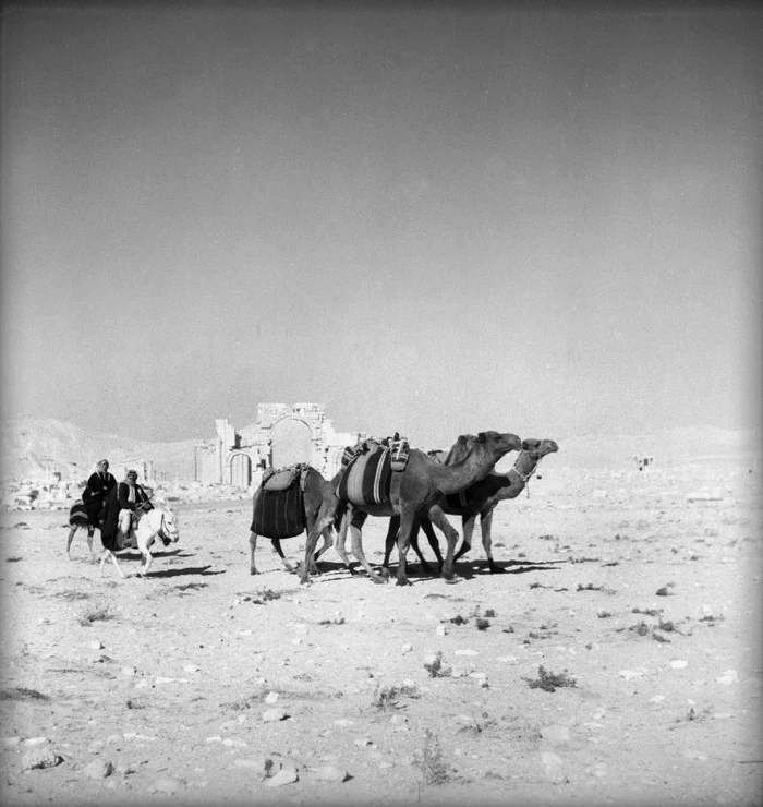 Caravană de cămile în apropierea sitului arheologic de la Palmira,  în anii 1930