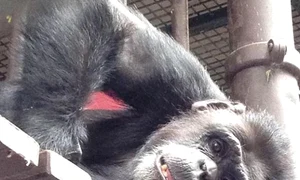 cimpanzeuukulele jpeg