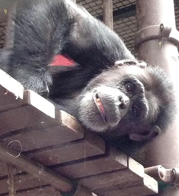 
    Holly este un cimpanzeu care are o pasiune aparte pentru muzicăFoto: Facebook/Rockhampton Zoo  