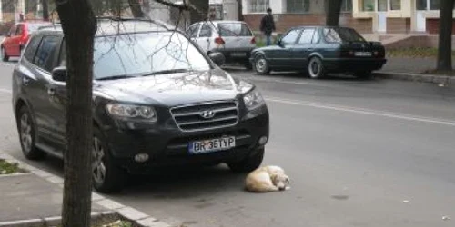 În tot oraşul sunt haine de câini