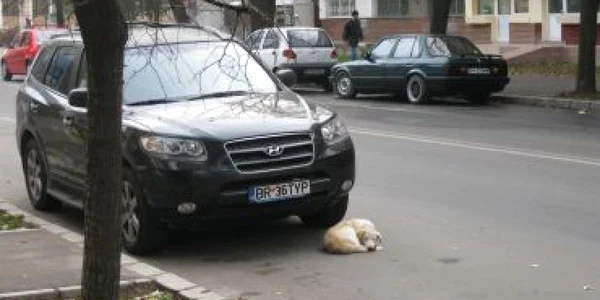 În tot oraşul sunt haine de câini