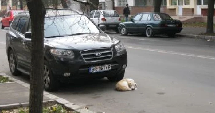 În tot oraşul sunt haine de câini