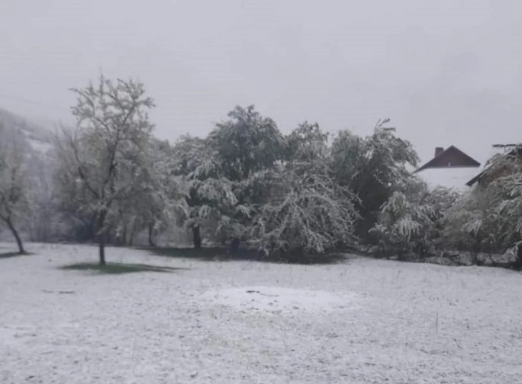 Zăpada s-a depus peste pomii înfloriţi                                                                  Foto: Luşu Voicu/Facebook