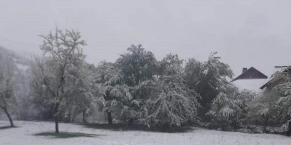 ninsoare balcesti
