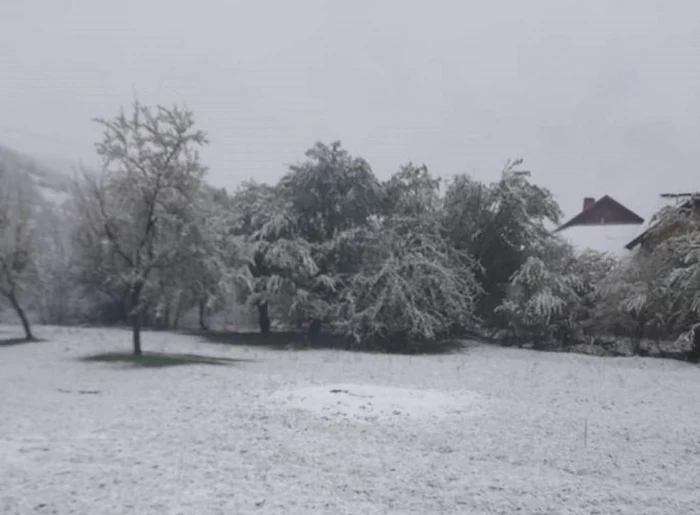 Zăpada s-a depus peste pomii înfloriţi Foto: Luşu Voicu/Facebook