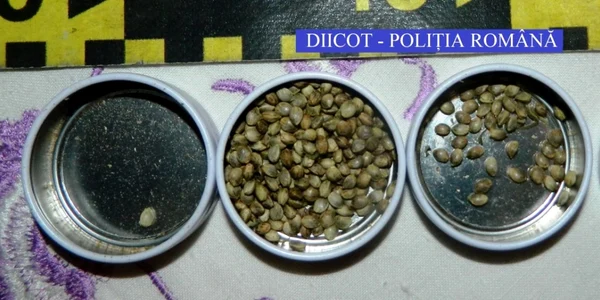 cannabis olt