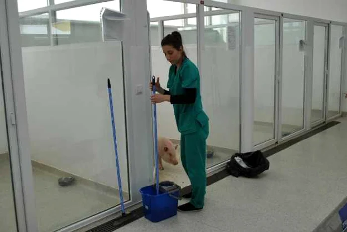 Spital veterinar de lux la Timişoara Foto