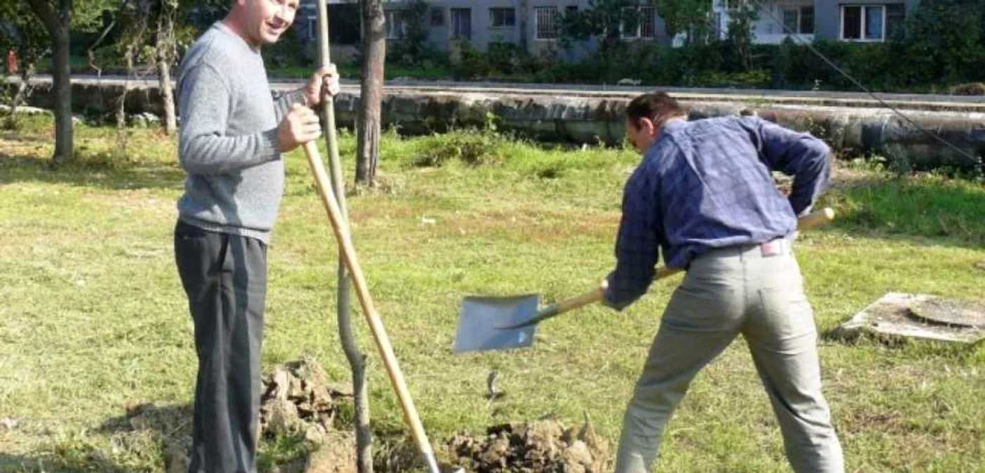 Sute de copaci urmează să fie plantati