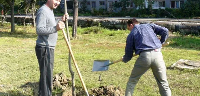 Sute de copaci urmează să fie plantati