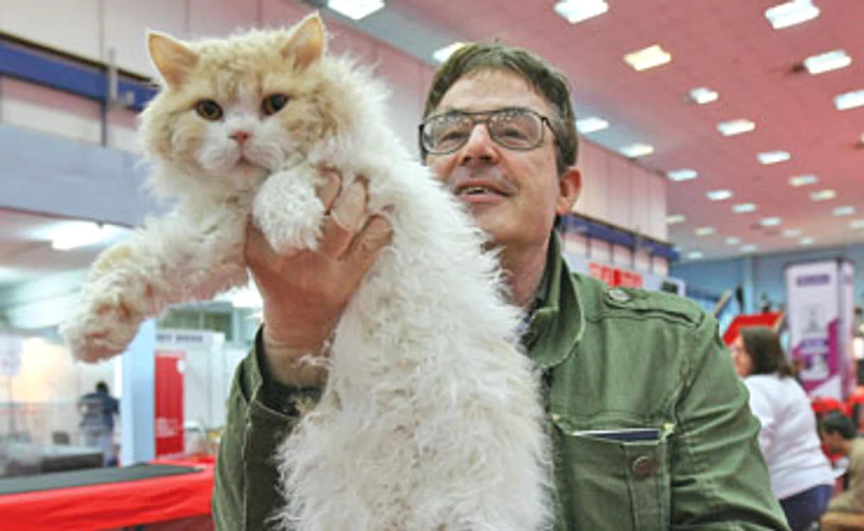 
    Yoki este o felină din rasa Selkirk Rex (pisica “în blană de oaie”)Foto: Dorin Constanda  
