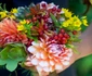 Dalii, floarea pasiunii, aeonium şi  echeveria  jpeg