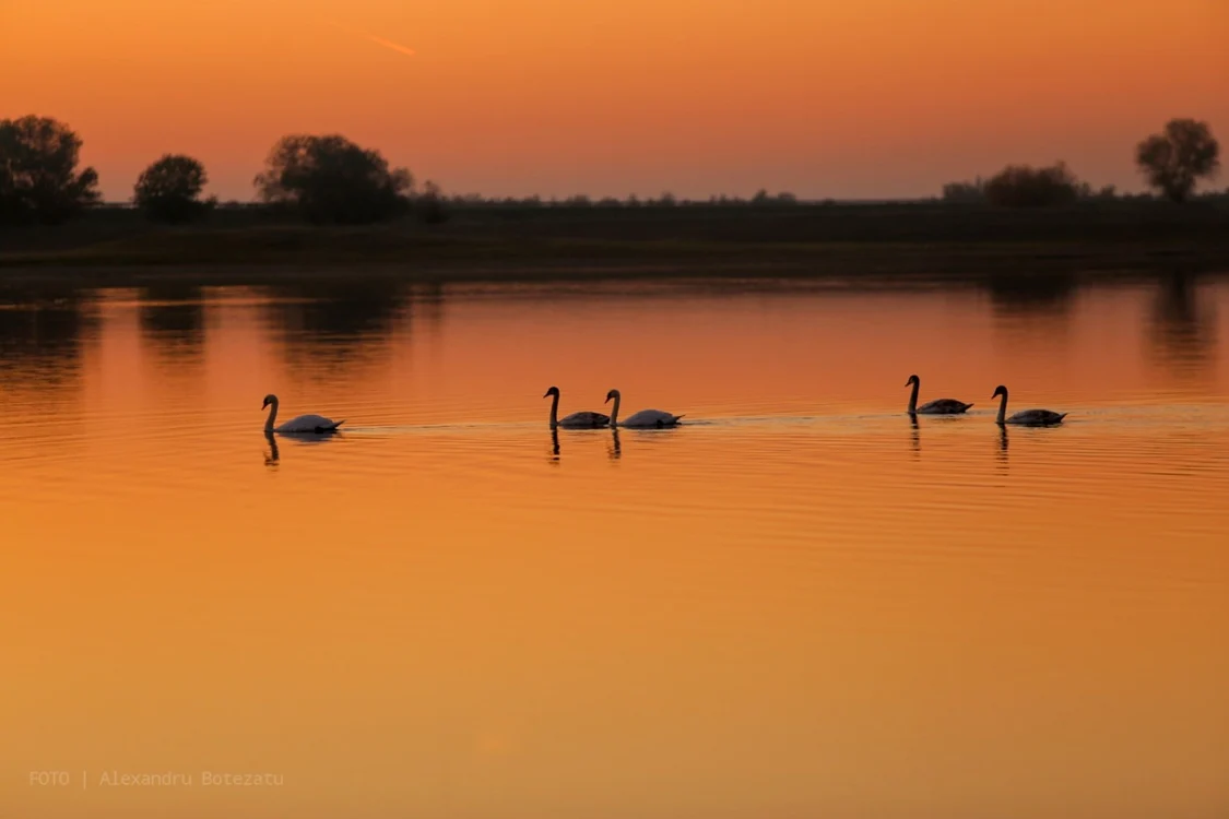 calarasi bratul borcea un loc spectaculos foto Alex Botezatu