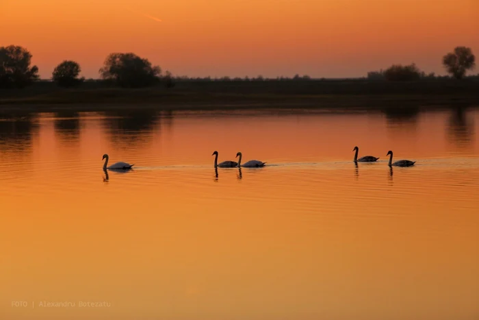 calarasi bratul borcea un loc spectaculos foto Alex Botezatu