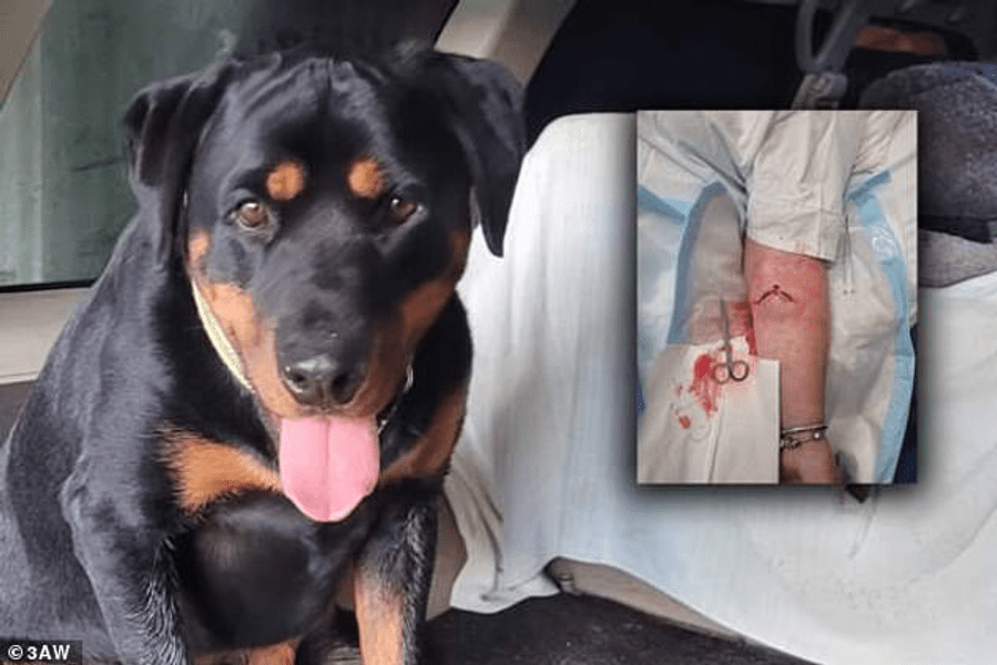 Un câine s-a luptat 45 de minute cu un cangur pentru a-și salva stăpâna