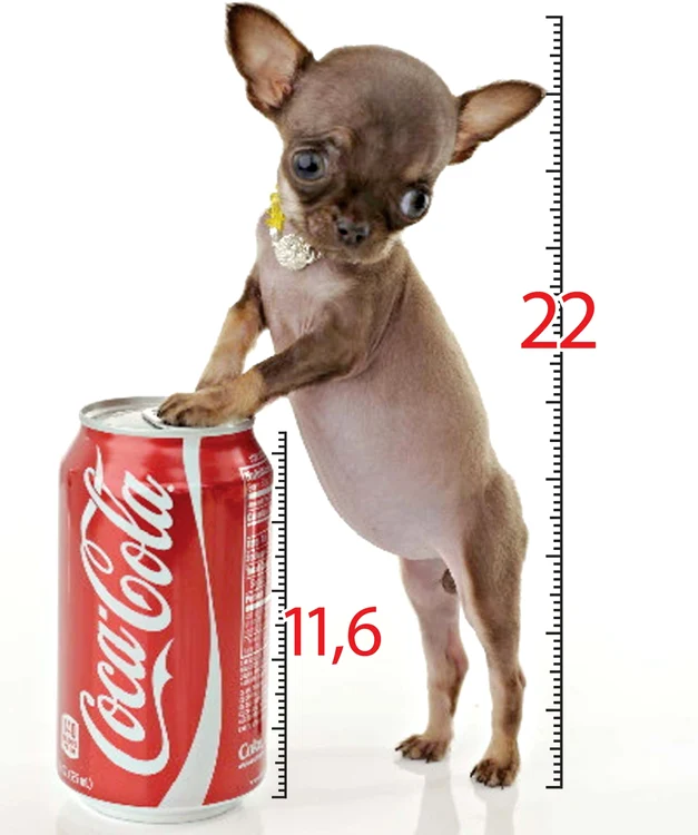 A rămas la statura unui pui de chihuahua