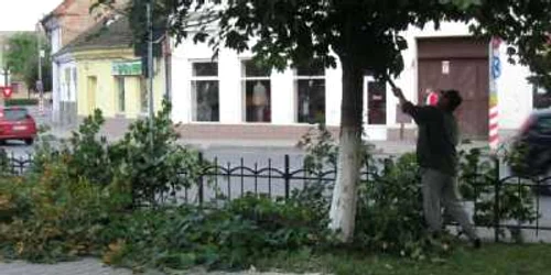 Tăierea copacilor începe la 1 noiembrie