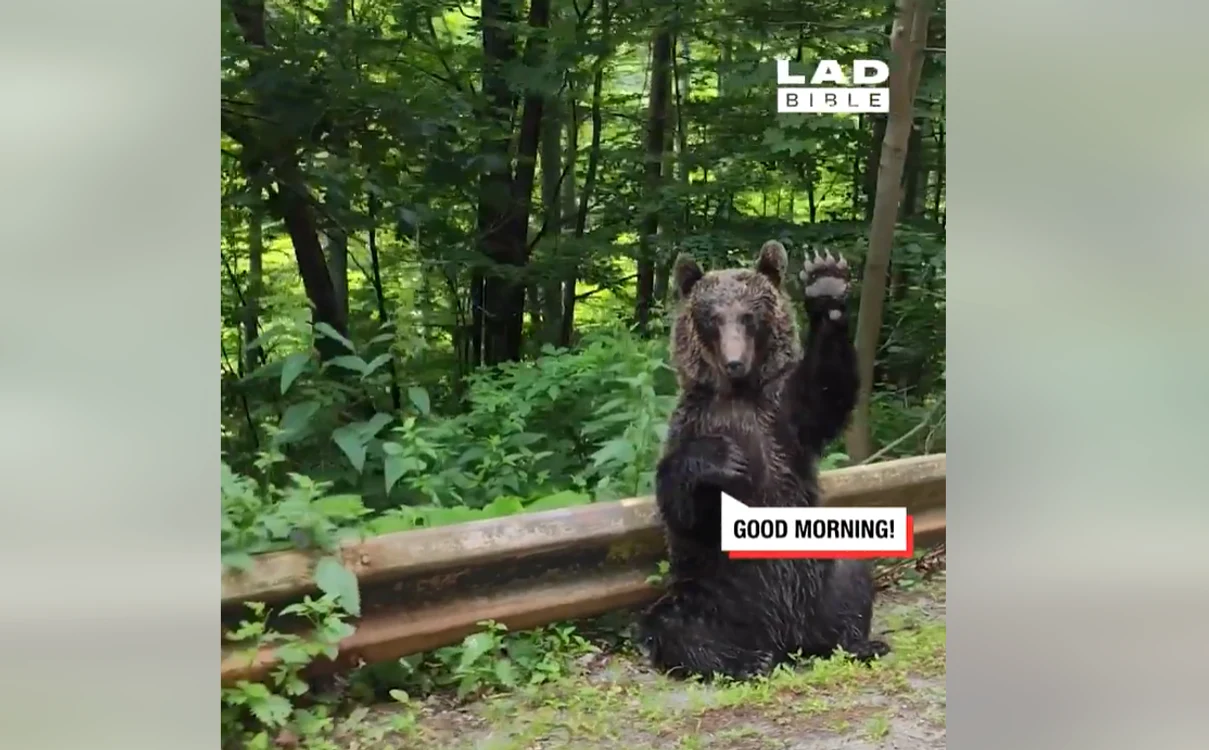 Imaginile au devenit virale. FOTO Captură video LADbible