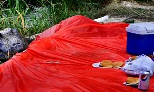 Aligatorul înfometat (FOTO CATERS) jpeg